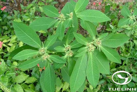 Euphorbia heterophylla L. 1