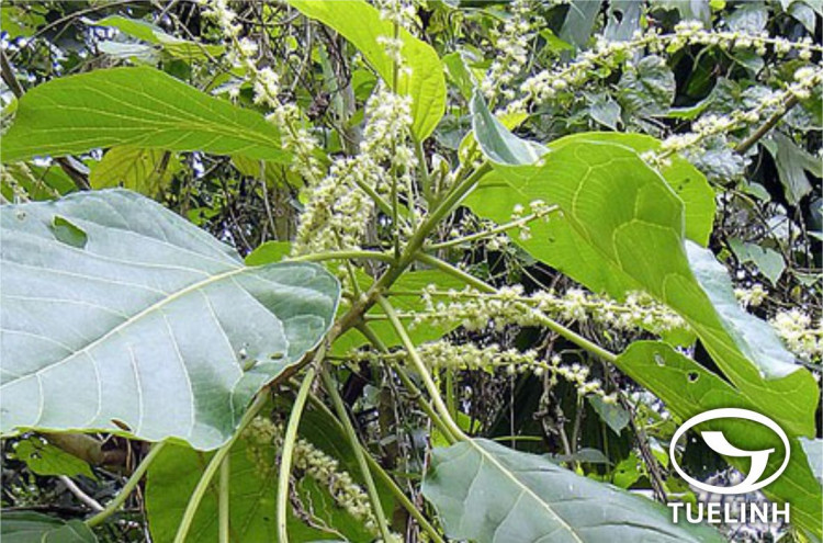 Claoxylon indicum ( Reinw. ex Blume ) Endl. ex Hassk