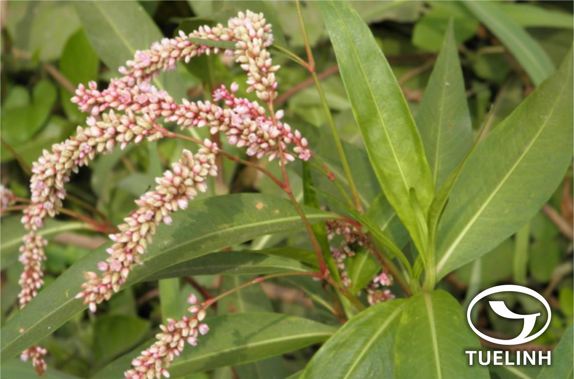 Polygonum Tomentosum Willd Công Dụng Nghể Trâu