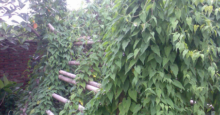 Hà thủ ô trắng 1