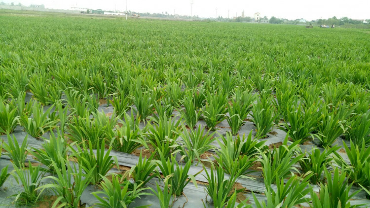 Hướng dẫn trồng cây Xạ can 2 Hướng dẫn trồng cây Xạ can 2
