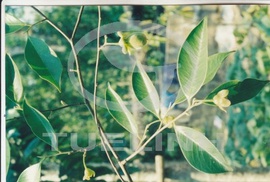 Cinnamomum melastomaceum Kosterm. sec. Phamh 1