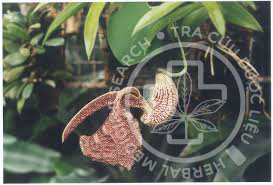 Aristolochia kaempferi Willd. 1