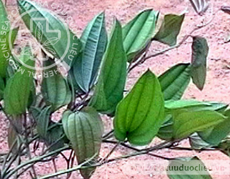Stemona cochinchinensis Gagnep. 1