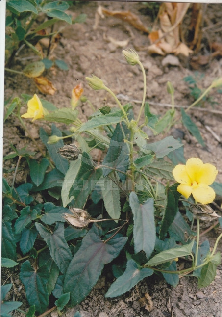 Abelmoschus moschatus Medik. ssp. tuberosus (Span.) Borss 1
