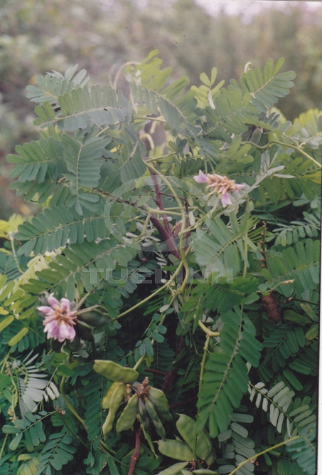 Abrus precatorius L. 1