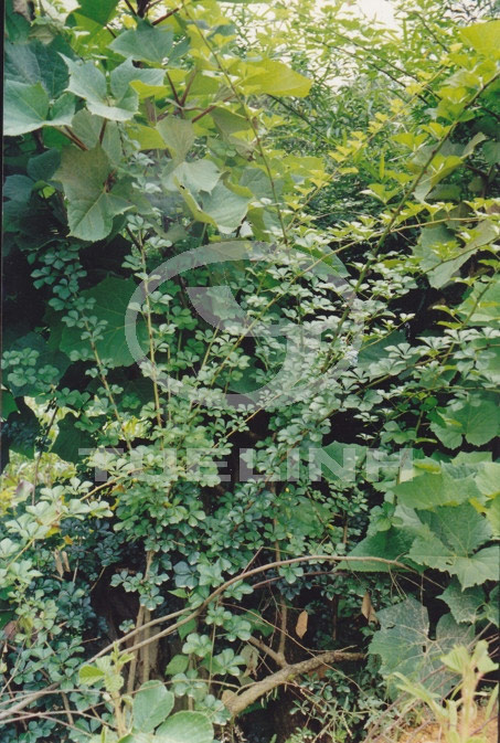 Acanthopanax gracilistylus W.W. Smith 1