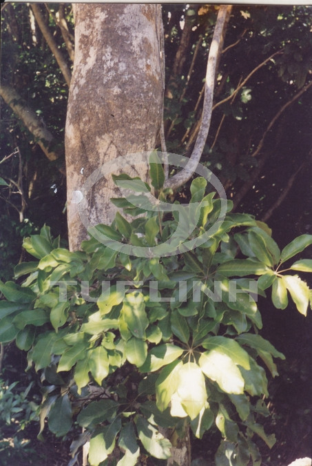 Acanthopanax trifoliatus var. setosus H.L. Li 1