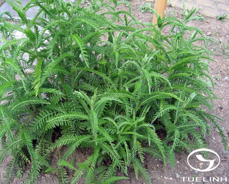 Achillea wilsoniana (Heimerl) Hand.-Mazz. 1