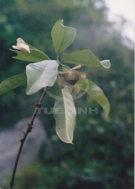 Actephila macrantha Gagnep. 1 Actephila macrantha Gagnep. 1