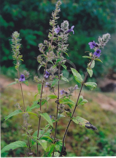 Adenosma caeruleum R. Br. 1 Adenosma caeruleum R. Br. 1