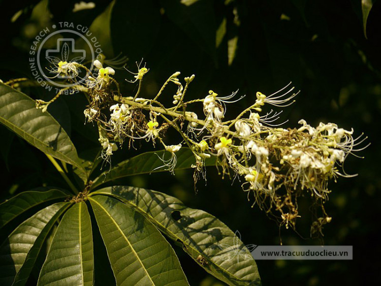 Aesculus assamica Griff. 1 Aesculus assamica Griff. 1