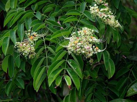 Afzelia xylocarpa (Kurz) Craib 1