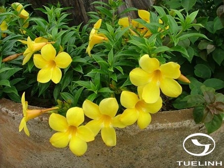 Allamanda neriifolia Hook. 1 Allamanda neriifolia Hook. 1
