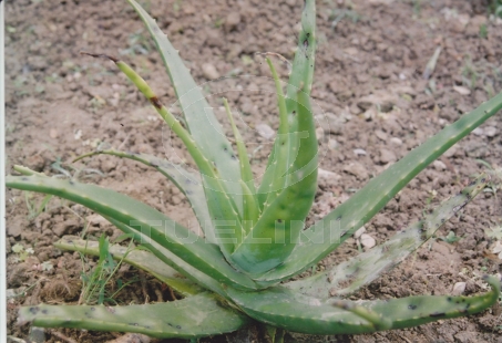 Aloe vera L. var. chinensis (Haw.) Berg. 1