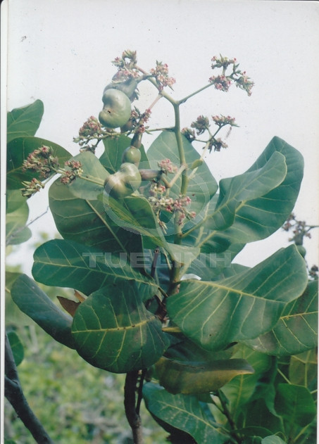 Anacardium occidentale L. 1 Anacardium occidentale L. 1