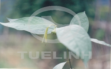 Anaxagorea luzonensis A. Gray 1 Anaxagorea luzonensis A. Gray 1