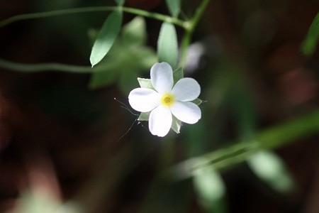 Androsace umbellata (Lour.) Merr. 1