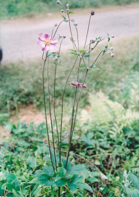 Anemone japonica Sieb. et Zucc. 1