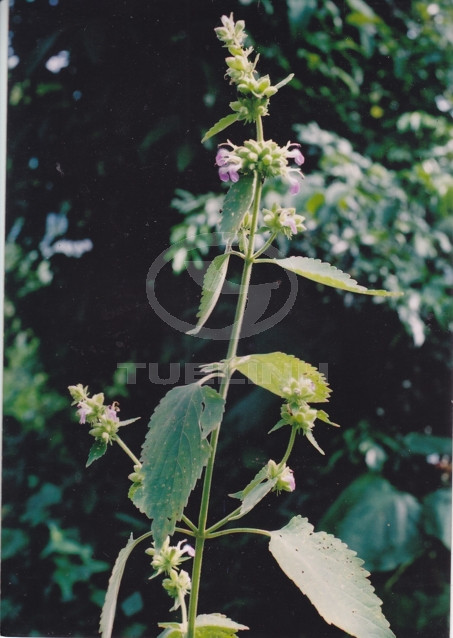 Anisomeles indica (L.) Kuntze 1