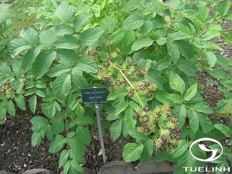 Aralia thomsonii Seem. ex C.B. Clarke 1