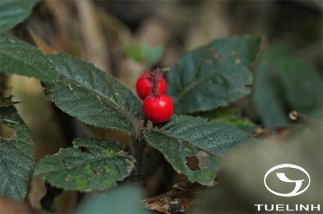 Ardisia maclurei Merr. 1