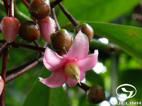 Ardisia solanacea Roxb 1