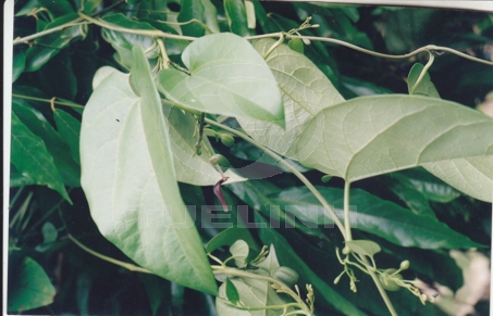 Aristolochia tagala Chamisso. 1 Aristolochia tagala Chamisso. 1