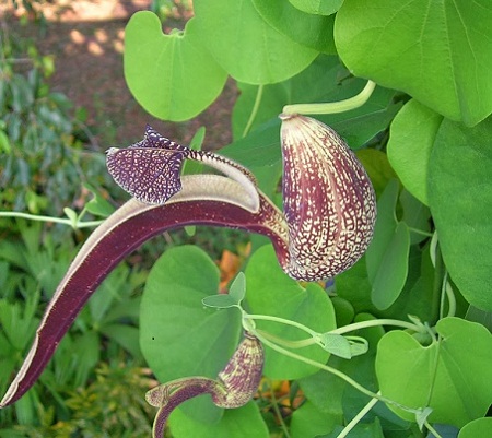 Aristolochia tuberosa Liang et Hwang 1