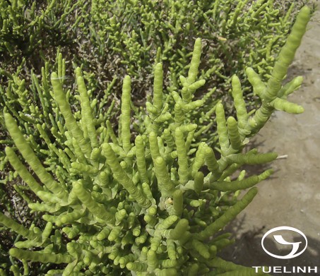 Arthrocnemum indicum (Willd.) Moq. 1