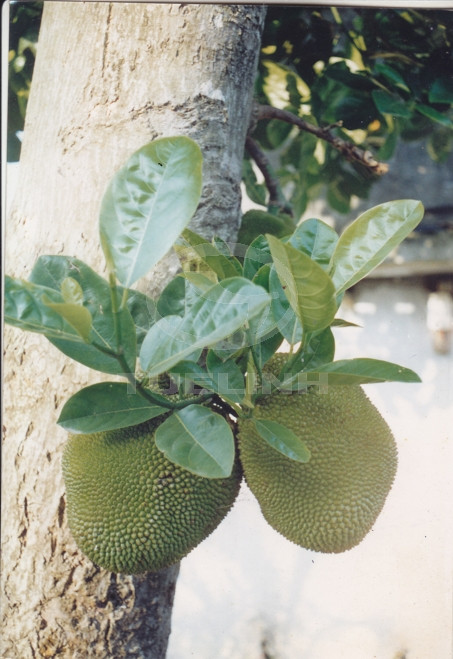 Artocarpus heterophyllus Lam. 1