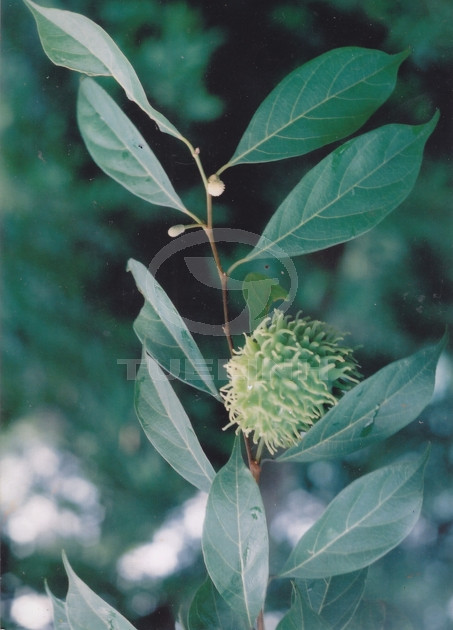 Artocarpus styracifolius Pierre 1