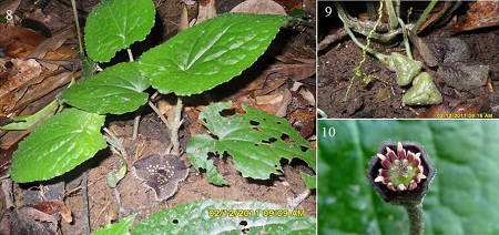 Asarum balansae Franch. 1