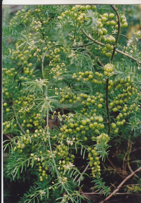 Asparagus cochinchinensis (Lour.) Merr. 1