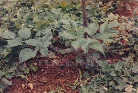 Astilbe rivularis Buch.-Ham. ex D. Don 1 Astilbe rivularis Buch.-Ham. ex D. Don 1