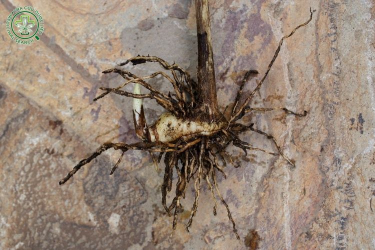 Thành phần hoá học 1