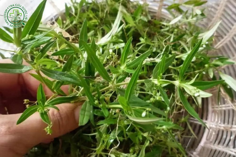 Mô Tả 1 Mô Tả 1