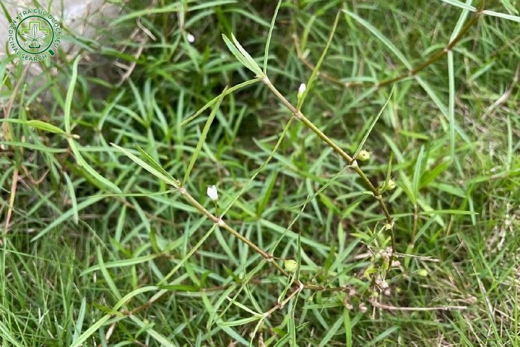 Tác dụng dược lý 1 Tác dụng dược lý 1