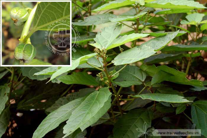 Baliospermum solanifolium (Burm.) Suresh. 1