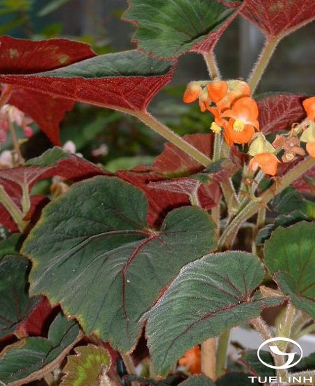 Begonia tonkinensis Gagnep. 1 Begonia tonkinensis Gagnep. 1