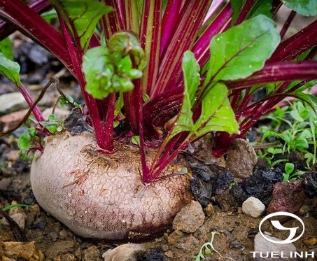 Beta vulgaris L. 1 Beta vulgaris L. 1