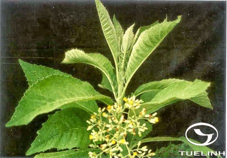 Blumea balsamifera (L.) DC. 1