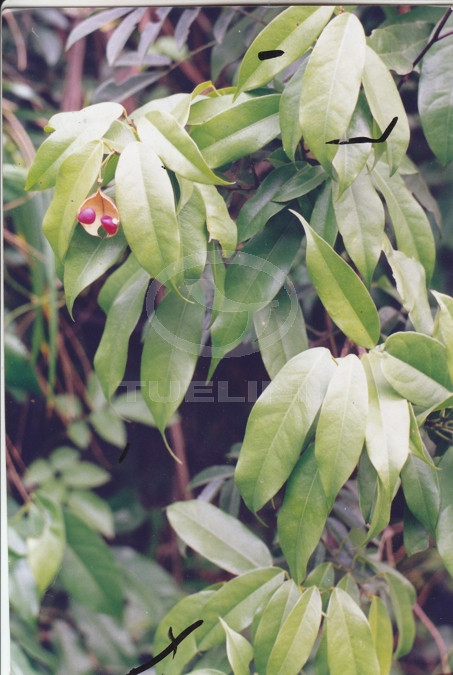 Bowringia callicarpa Champ. ex Benth. 1