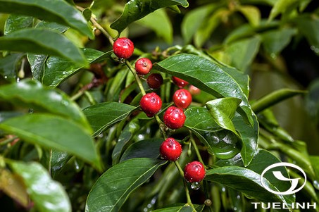 Breynia rostrata Merr. 1