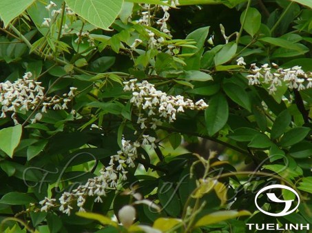 Derris malaccensis (Benth.) Prain 1