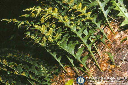Drynaria fortunei (Kuntze ex Mett.) J. Sm. 1