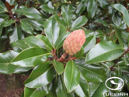  Magnolia grandiflora L. 1