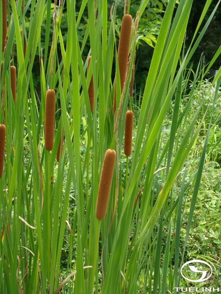 Typha domingensis Pers. 1