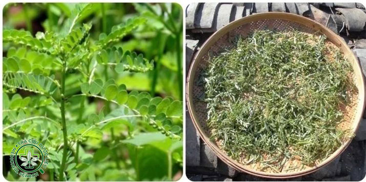 Đôi nét về cây chó đẻ 1