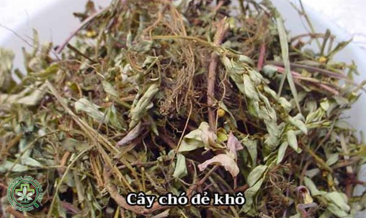 Dùng tươi, phơi khô hoặc làm trà 1